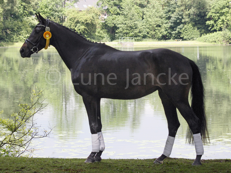 Havida Cara Foto © Lune Jancke